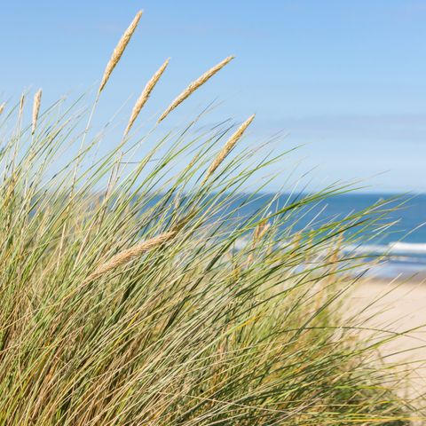 Roompot Strandpark Zeeland - Camping Vlissingen - Image N°4