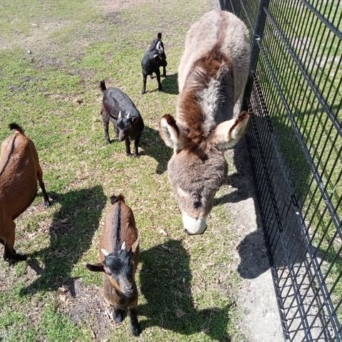 Hub Resorts Drentse Weelde - Camping Mitte-Drenthe - Image N°6