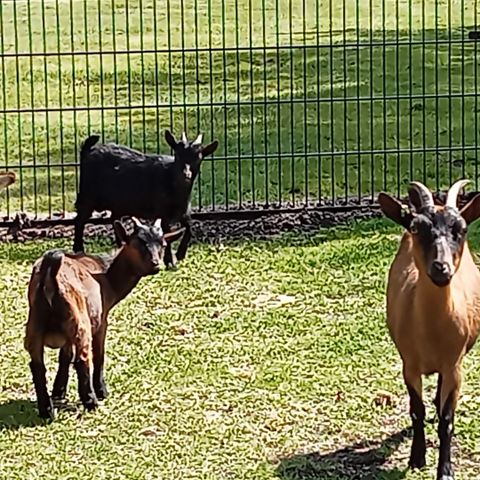 Hub Resorts Drentse Weelde - Camping Mitte-Drenthe - Image N°5