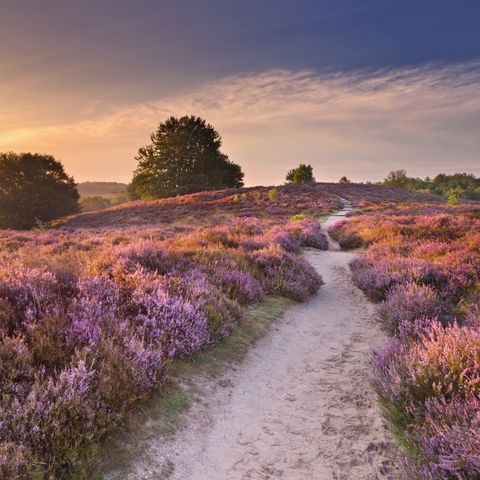 HÉBERGEMENT INSOLITE 6 personnes - Maison dans les arbres