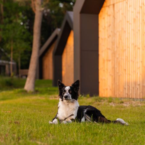 Roodewoud - Camping Aa en Hunze - Image N°3