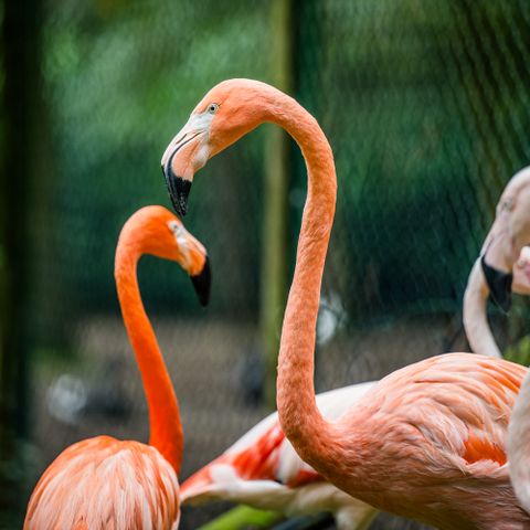 Vakantiepark Zevenbergen - Camping Bernheze - Image N°4